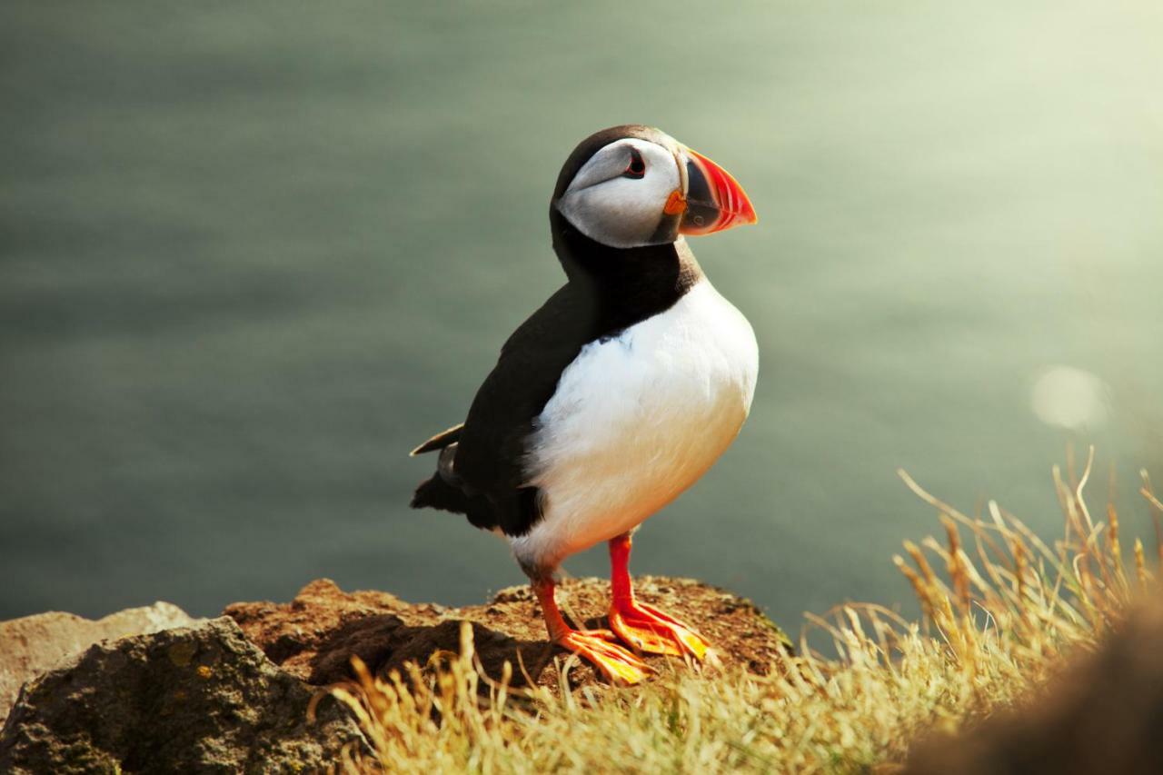 The Puffin Baltimore Exterior foto